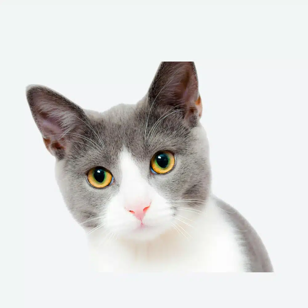 Animaux